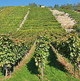 Steile Weinlagen
