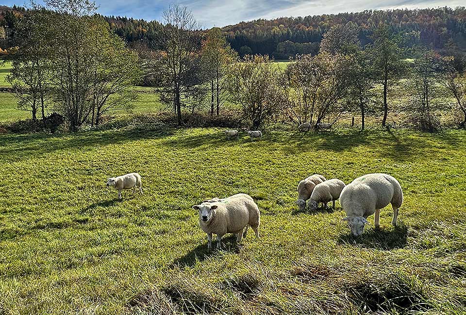 Schafe - Die natürlichen Lanfdschaftspfleger