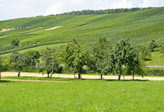 100 ha Weinbaufläche