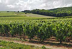 Burgund: Etappe Chablis bis Montbard